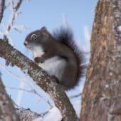 Wiewiórka na drzewie zimą pokryte szronem.