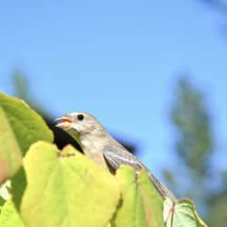 A bird sits among leaves on a tree with an open beak.