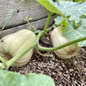 Two squash grow in a garden bed.
