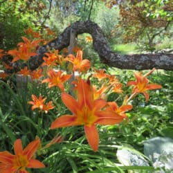 Orange flowers bloom in the garden in front of a tree branch.