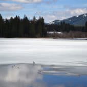 Kilka kaczek na tafli lodu na zamarzniętym jeziorze.