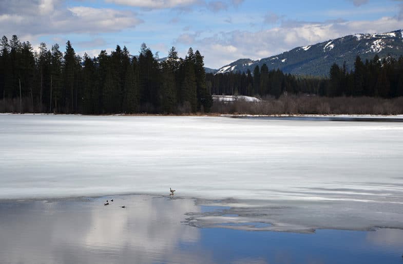 A few ducks on a sheet of ice on a frozen lake.