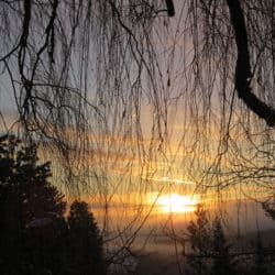The sun rises in the distance against the silhouette of willow tree branches.