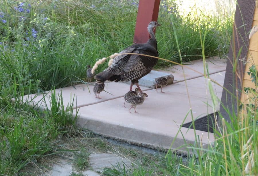 Turkey mother leads her babies onto the front porch.
