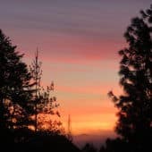 Różowy zachód słońca niebo między sylwetkami dwóch drzew.