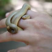 Mały wąż na dłoni.