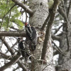 Two white and black striped woodpeckers peck away at a tree.