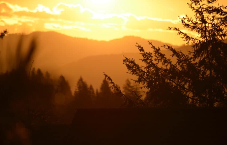 Gold colored sunset behind silhouette of trees.