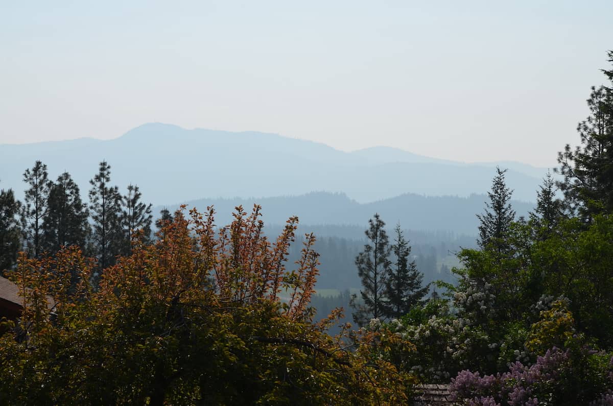 Hazy mountains behind a line of trees.