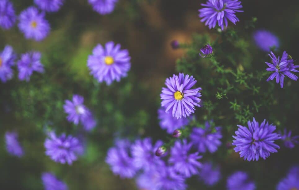 Small purple wildflowers.