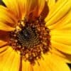 Close up on a bright yellow sunflower.