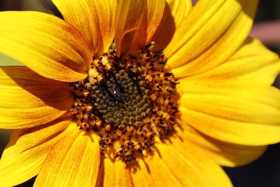 Close up on a bright yellow sunflower.