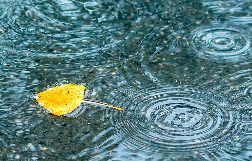 Yellow autumn leaf in a puddle of rain water