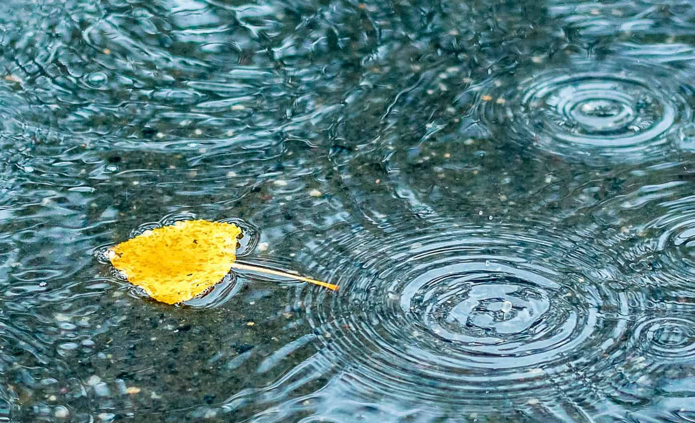 Yellow autumn leaf in a puddle of rain water