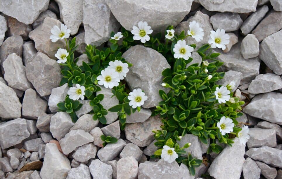 White flowers and green leaves amongst rocks.