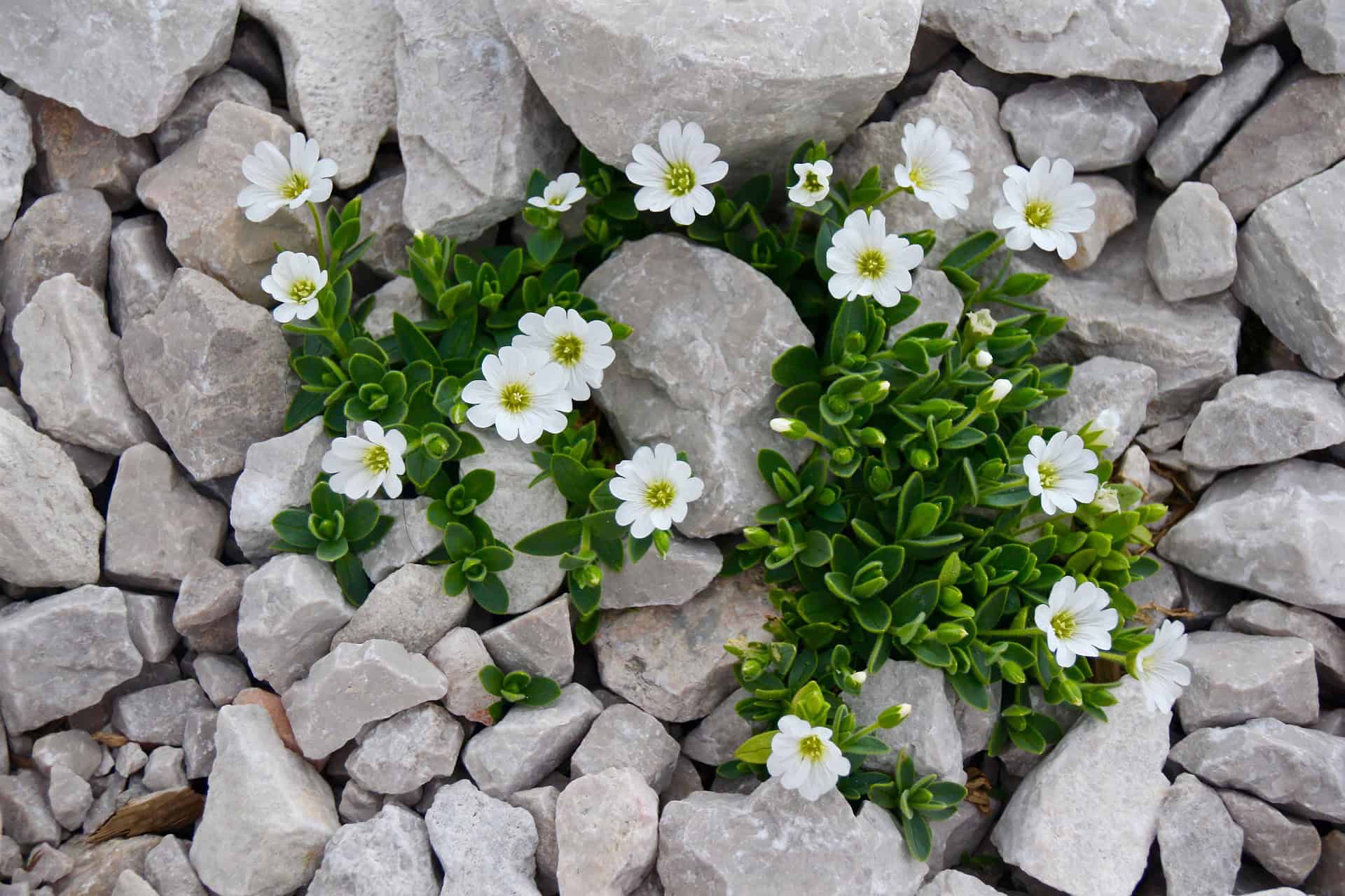 White flowers and green leaves amongst rocks.